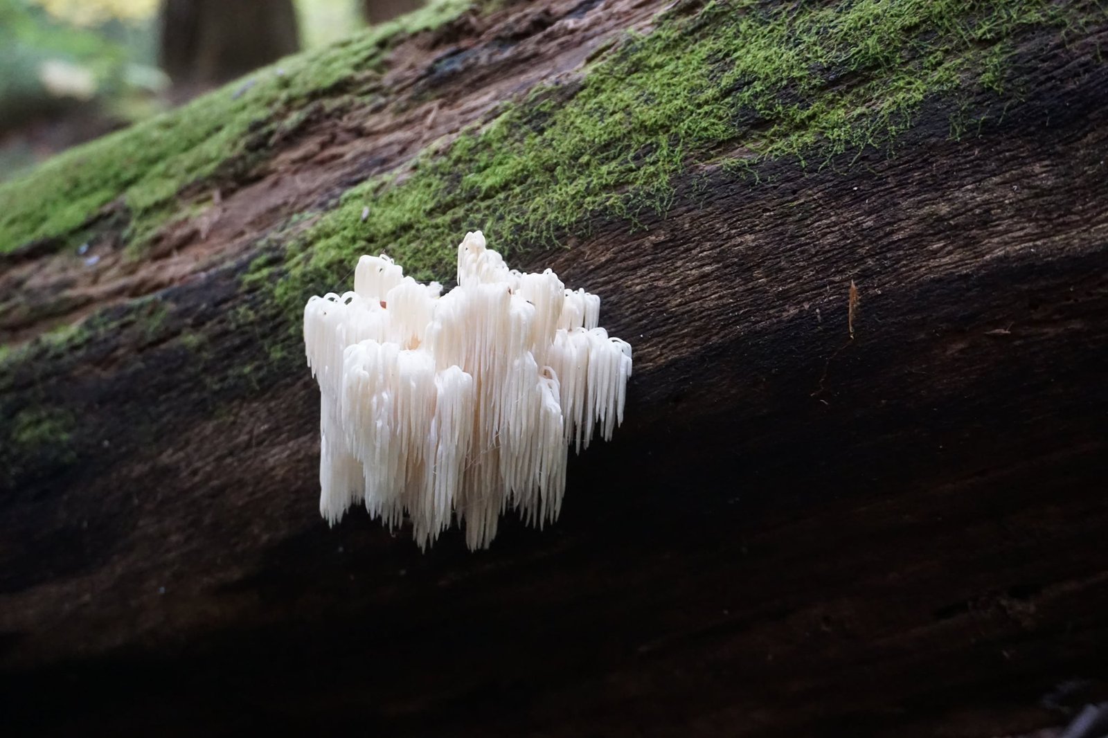 Herecium Mushrooms NH Hiking